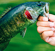 让您工作更快的DDOS在线压力测试